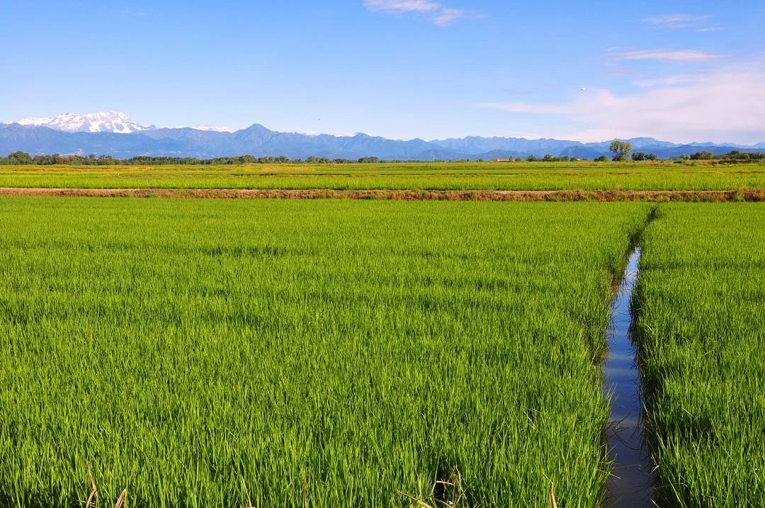 Green fields of the Lombardy plains with mountains along the horizon